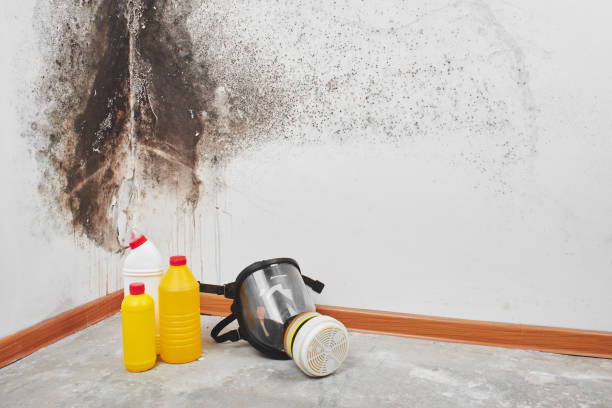 Best Insurance-Related Mold Remediation in Nocatee, FL