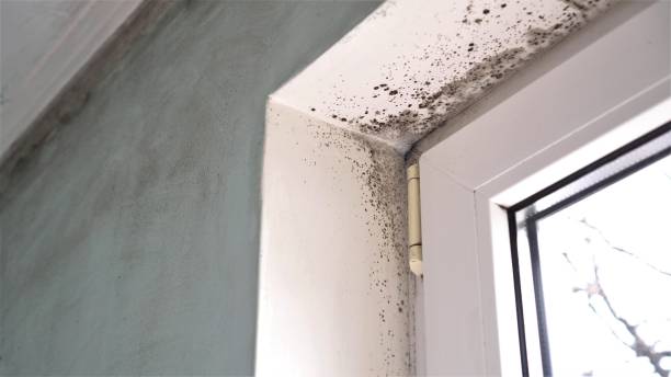 Best Mold Testing and Inspection Services in Nocatee, FL