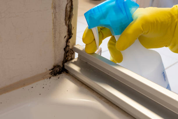 Best Residential Mold Remediation in Nocatee, FL