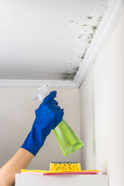Best Post-Flood Mold Remediation in Nocatee, FL
