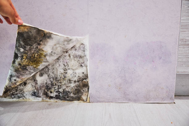 Best Black Mold Remediation in Nocatee, FL